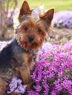 Yorkshire Terrier spring time